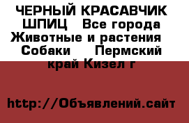 ЧЕРНЫЙ КРАСАВЧИК ШПИЦ - Все города Животные и растения » Собаки   . Пермский край,Кизел г.